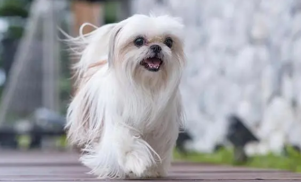 京巴犬图片大全大图
