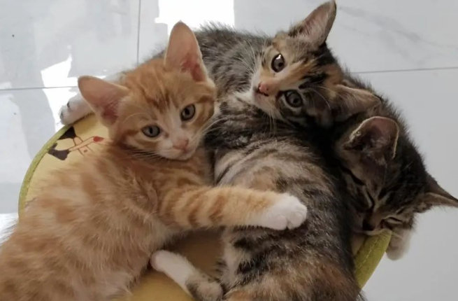 豚鼠过敏可以养猫狗等宠物吗? 豚鼠过敏可以养猫狗等宠物吗?