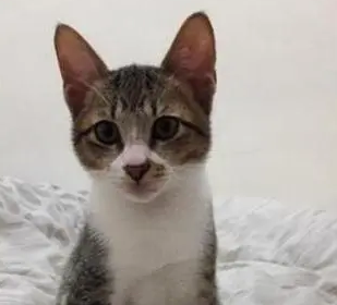 猫咪咬坏主人最爱的包,被发现后捂眼装无辜:是它先动手的! 猫咪咬坏主人最爱的包,被发现后捂眼装无辜:是它先动手的!