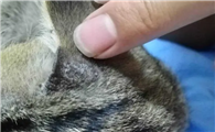 猫藓是什么