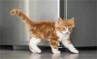 猫摇尾巴是什么意思