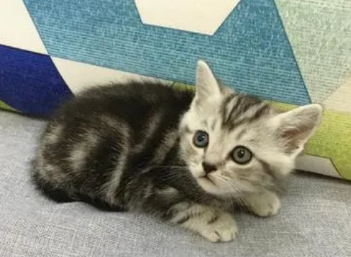 猫死了第七天需要做什么 猫死了第七天需要做什么