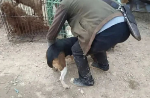 狗狗被狗贩拉去车上，旁边哈士奇一动作，让人看了满脸心疼