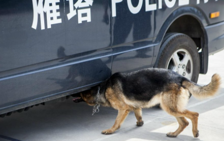 常见缉毒犬品种有几种