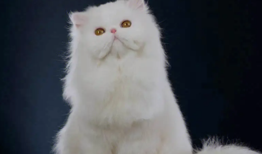 最受欢迎的十大猫咪,你的“心上猫”上榜了吗? 最受欢迎的十大猫咪,你的“心上猫”上榜了吗?