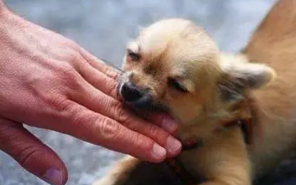 狗狗携带狂犬病的几率 狗狗携带狂犬病的几率