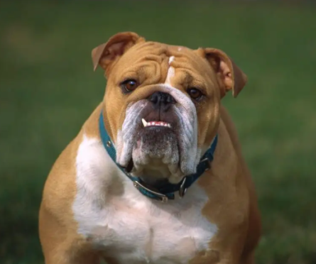 斗牛犬好养吗?费钱吗