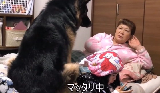 德牧都5岁了,还要女主抱着睡,这家伙是个“妈宝男”吧 德牧都5岁了,还要女主抱着睡,这家伙是个“妈宝男”吧