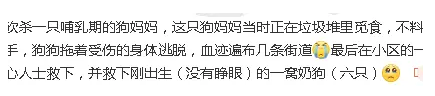 哺乳期狗妈妈遭捕杀,背影令人怜惜,请善待流浪动物 哺乳期狗妈妈遭捕杀,背影令人怜惜,请善待流浪动物