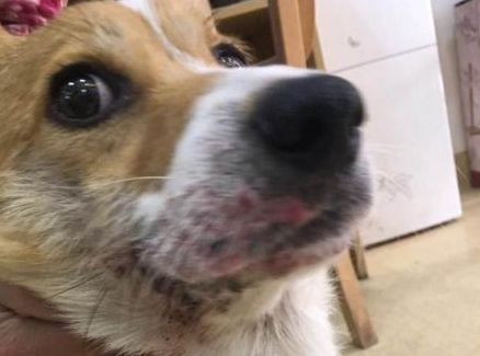 柯基犬的智商排名