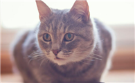 饥饿的猫女被当成面包