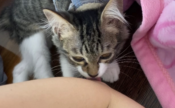 猫舔你胳膊代表什么意思