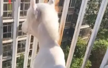 男子出差托女友照顾狗,收到录像后哭笑不得,网友:这是谁家驴!