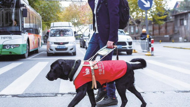 导盲犬价格多少钱一只哪里能买到