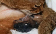 猫羊水破了不生就是舔