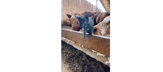小时候被欺负的猫咪,努力2年后终于混成了霸气十足的“农场老大”! 小时候被欺负的猫咪,努力2年后终于混成了霸气十足的“农场老大”!