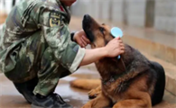 当训犬员需要什么学历