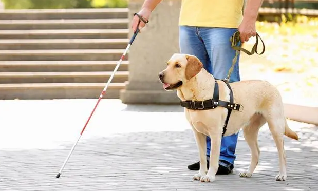 国外引进导盲犬 国外引进导盲犬