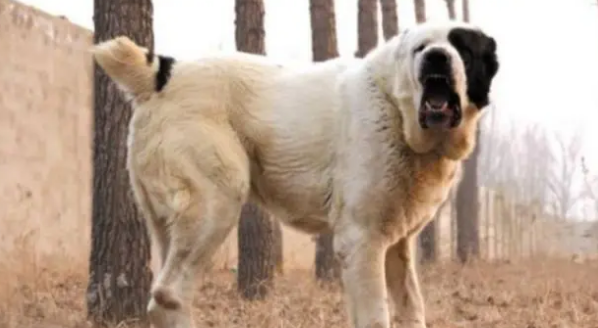 巨型犬体型排名前十名图片