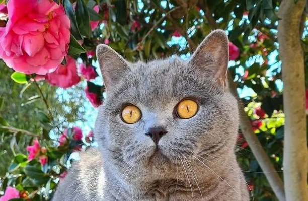 主人巧手为猫咪一顿捯饬,样子竟有些厉害,猫:颤抖吧两脚兽! 主人巧手为猫咪一顿捯饬,样子竟有些厉害,猫:颤抖吧两脚兽!