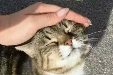 如何应对新猫到家-具体操作
