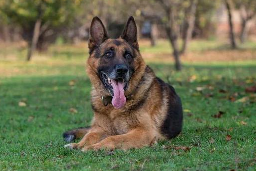 护卫犬排行榜前十名图片 护卫犬排行榜前十名图片