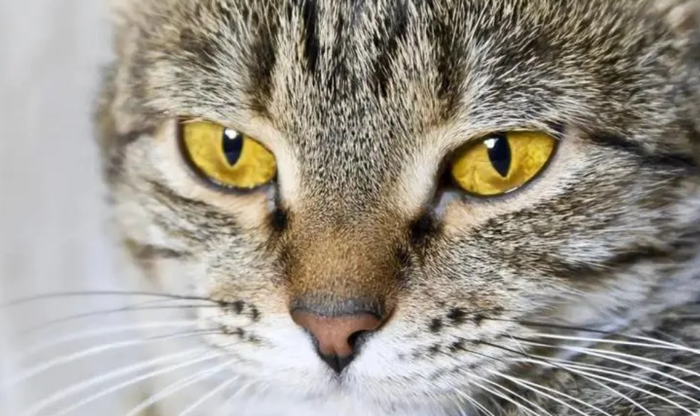 猫眼竖瞳和圆瞳的心情区别
