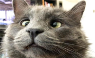 猫斜眼瞪人是什么原因