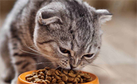 7个月公猫只摸到一个蛋