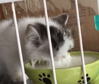 让小奶猫喝奶,它直接把脸洗了,小猫:哇,这也太香了 让小奶猫喝奶,它直接把脸洗了,小猫:哇,这也太香了
