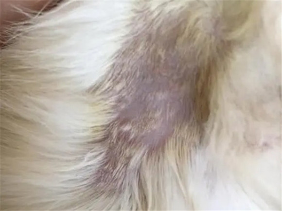猫癣怎样才算好彻底了 猫癣怎样才算好彻底了