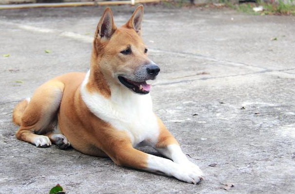中国有什么犬