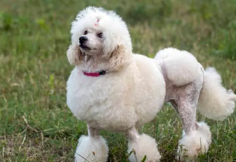 贵妇犬叫啥图片大全