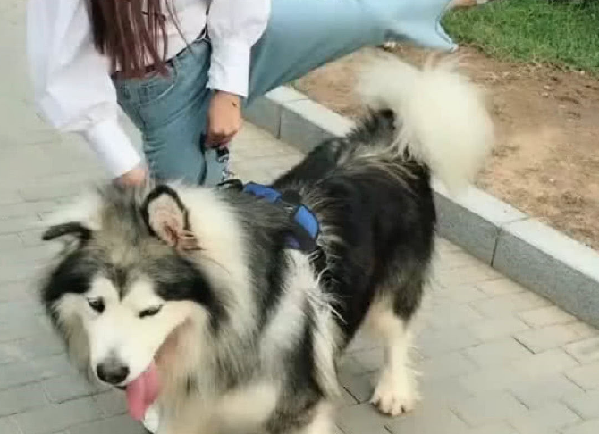 骑狗为什么烂裤裆