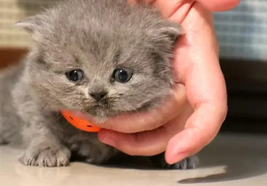 猫胎儿死在腹中多久排出 猫胎儿死在腹中多久排出