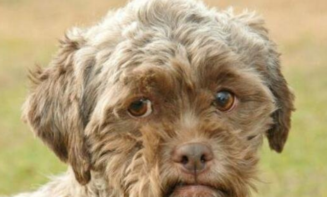 世界上有人面犬吗