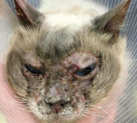 猫脱毛症，如何鉴别诊断？