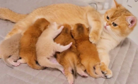 10天的小猫刺激肛门也不拉屎