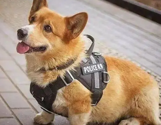 小型警犬品种图片