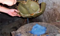 鲎取血后还能活吗
