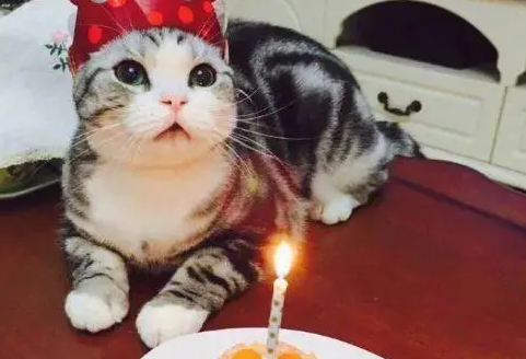 铲屎官为爱猫们准备的生日大餐,一份是你的,两份是我的 铲屎官为爱猫们准备的生日大餐,一份是你的,两份是我的