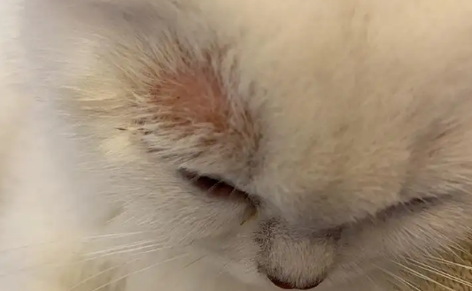猫癣可以自愈吗
