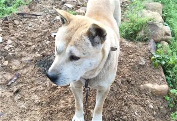 广西士猎犬爱掉毛的原因 广西士猎犬爱掉毛的原因