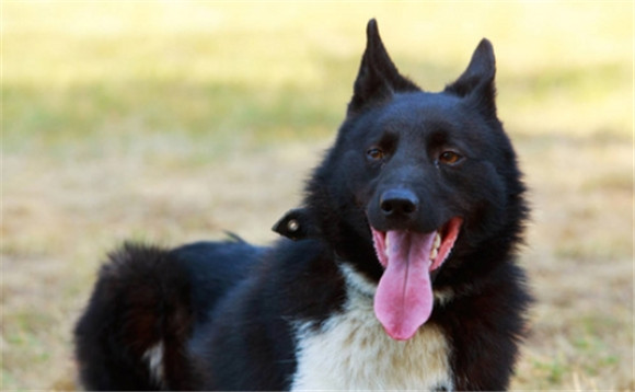 俄罗斯的莱卡犬中哪种最强悍 俄罗斯的莱卡犬中哪种最强悍