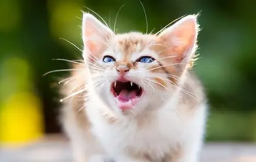 猫咪受委屈的十大表现 猫咪受委屈的十大表现