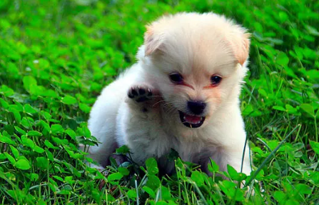 毛球犬好养吗图片