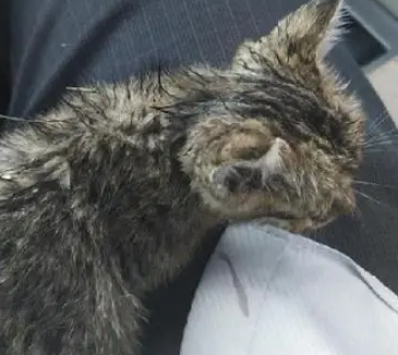 小流浪猫在快车道上缩成一团,被带回家后睡得四仰八叉:有家了 小流浪猫在快车道上缩成一团,被带回家后睡得四仰八叉:有家了