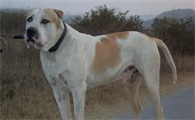 库达犬的体型特征优缺点