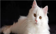 猫是色盲吗