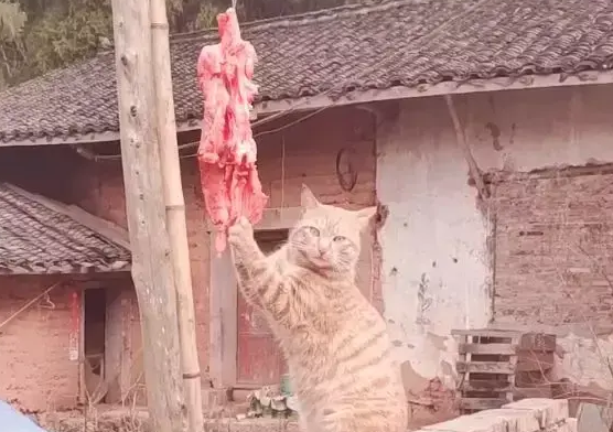 网友晒在院子的肉总是变少,原来是橘猫干的,这么胖还偷吃啊 网友晒在院子的肉总是变少,原来是橘猫干的,这么胖还偷吃啊